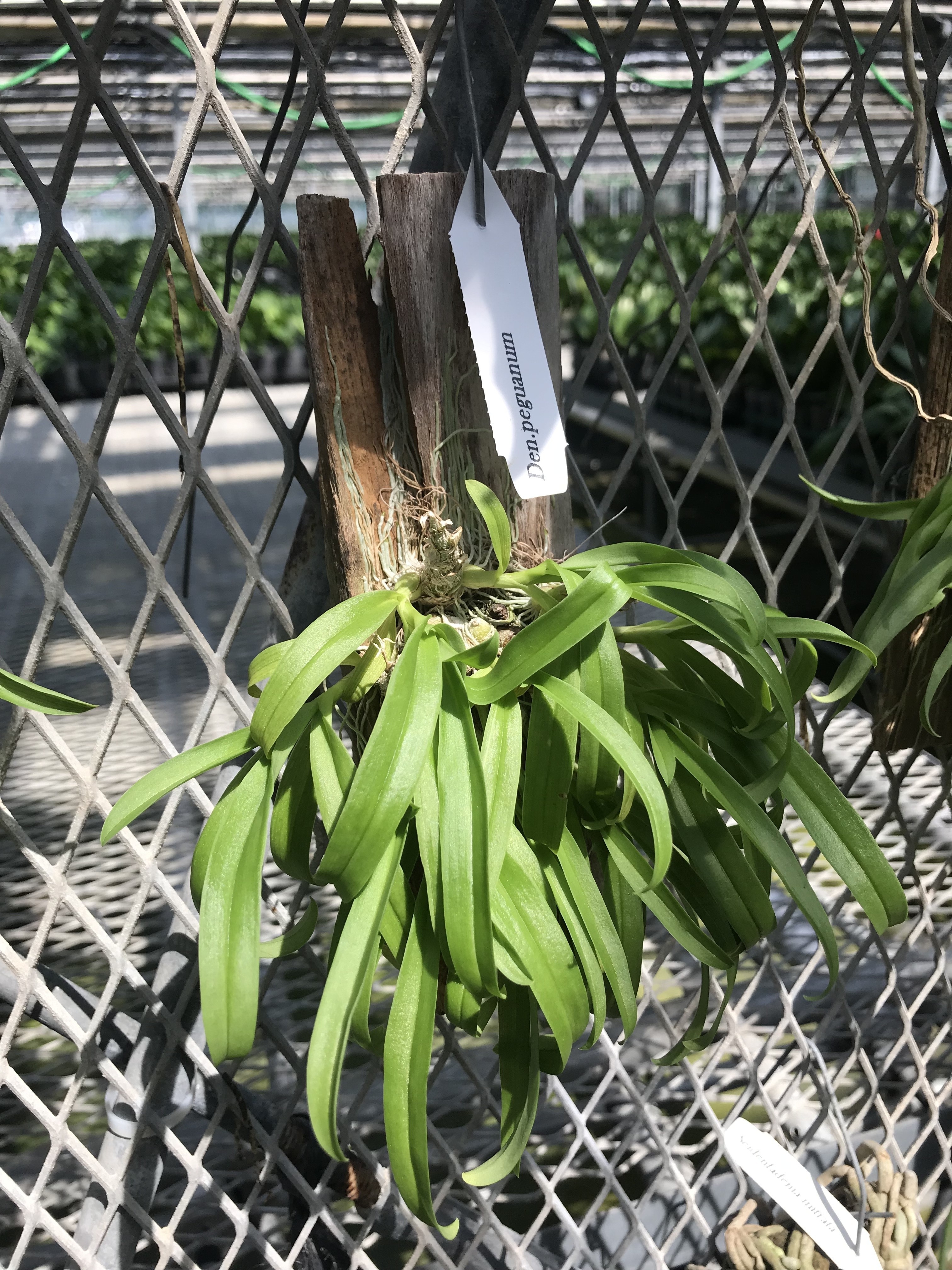 Dendrobium peguanum（デンドロビウム ペグアナム）