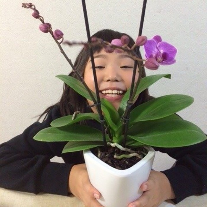 HOME MADE ORCHID 【初心者向き】