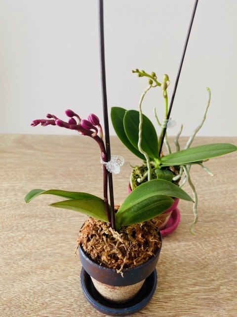 HOME MADE ORCHIDS 【マイクロ胡蝶蘭】 | Flower＆Green&Growers公式